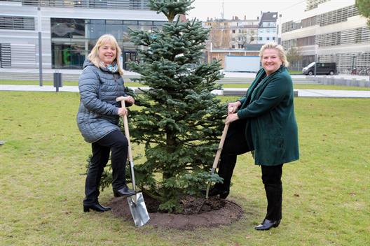 Hochschule Düsseldorf pflanzt lebendigen Weihnachtsbaum